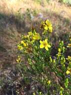 Image of Atlantic St. John's-Wort