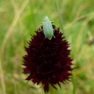 صورة Gymnadenia rhellicani (Teppner & E. Klein) Teppner & E. Klein