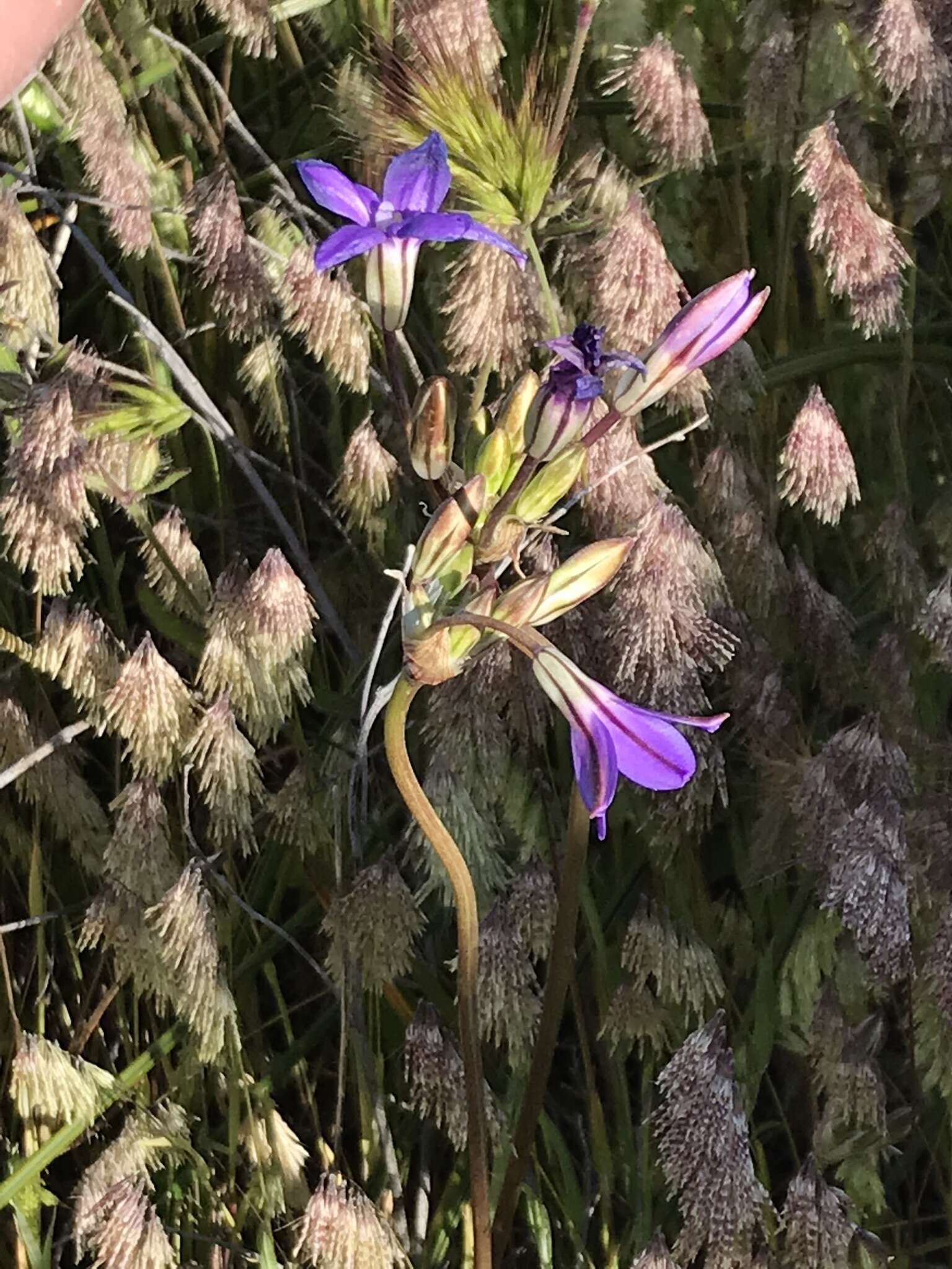 Image of San Clemente Island brodiaea