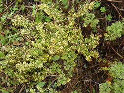 Imagem de Artemisia campestris subsp. maritima (DC.) Arcang.