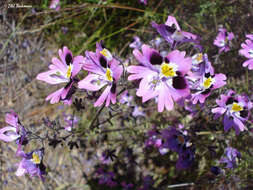 Image of Schizanthus carlomunozii