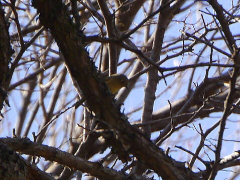 Image of Ruby-crowned Kinglet