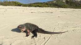 Image of Exuma Island Iguana