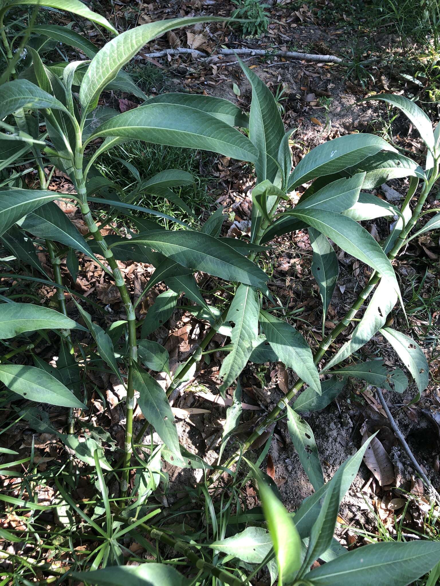 Imagem de Persicaria attenuata (R. Br.) Sojak