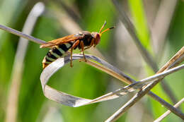 Image of Rubrica gravida (Handlirsch 1890)