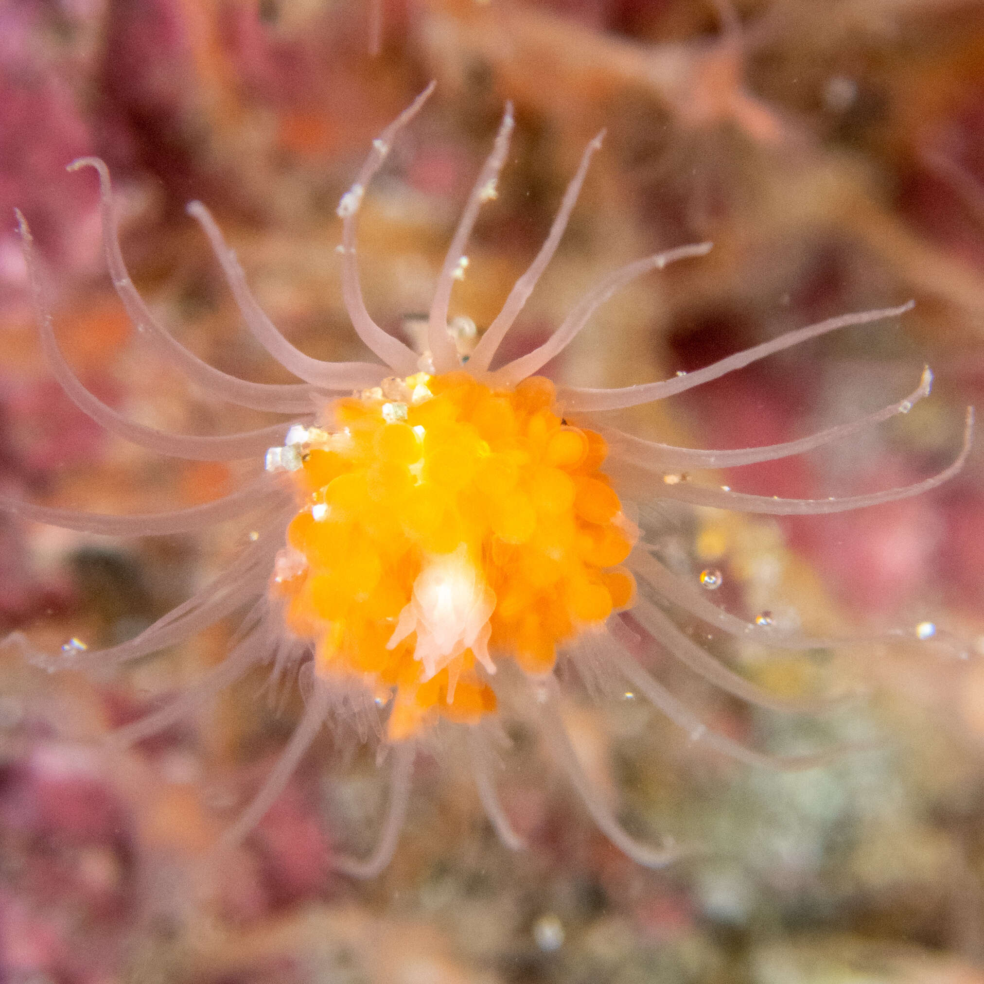 Image of Ectopleura marina (Torrey 1902)