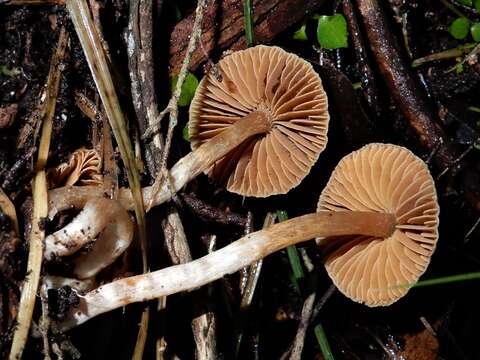 Image of Cortinarius waiporianus Soop 2013