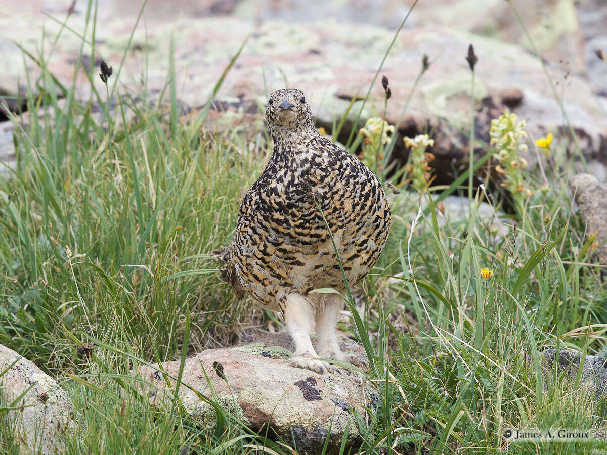 Imagem de Lagopus leucura (Richardson 1831)