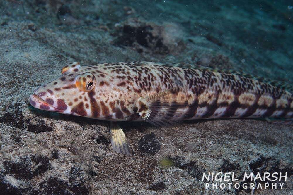 Image of White-streaked sandperch