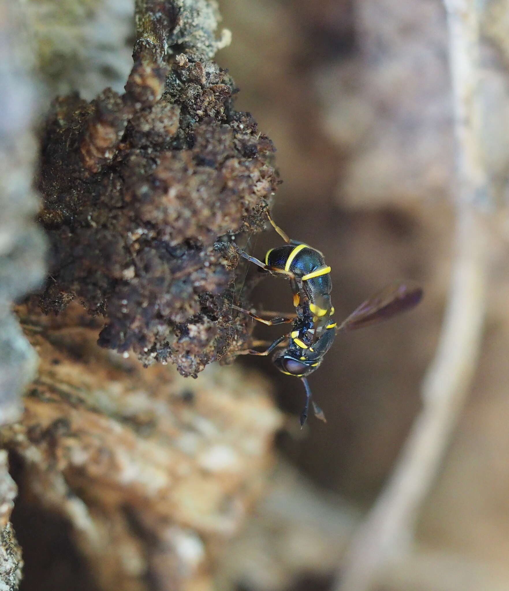 Image of Ceriana conopsoides (Linnaeus 1758)