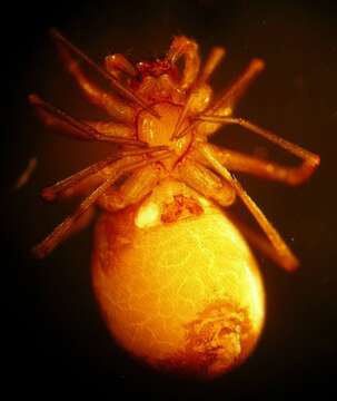 Image of European Ant-eating Spider