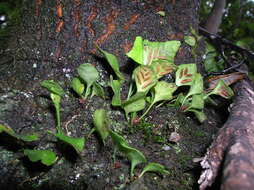 Image of Asplenium trilobum Cav.