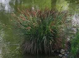 Image of Tufted Sedge