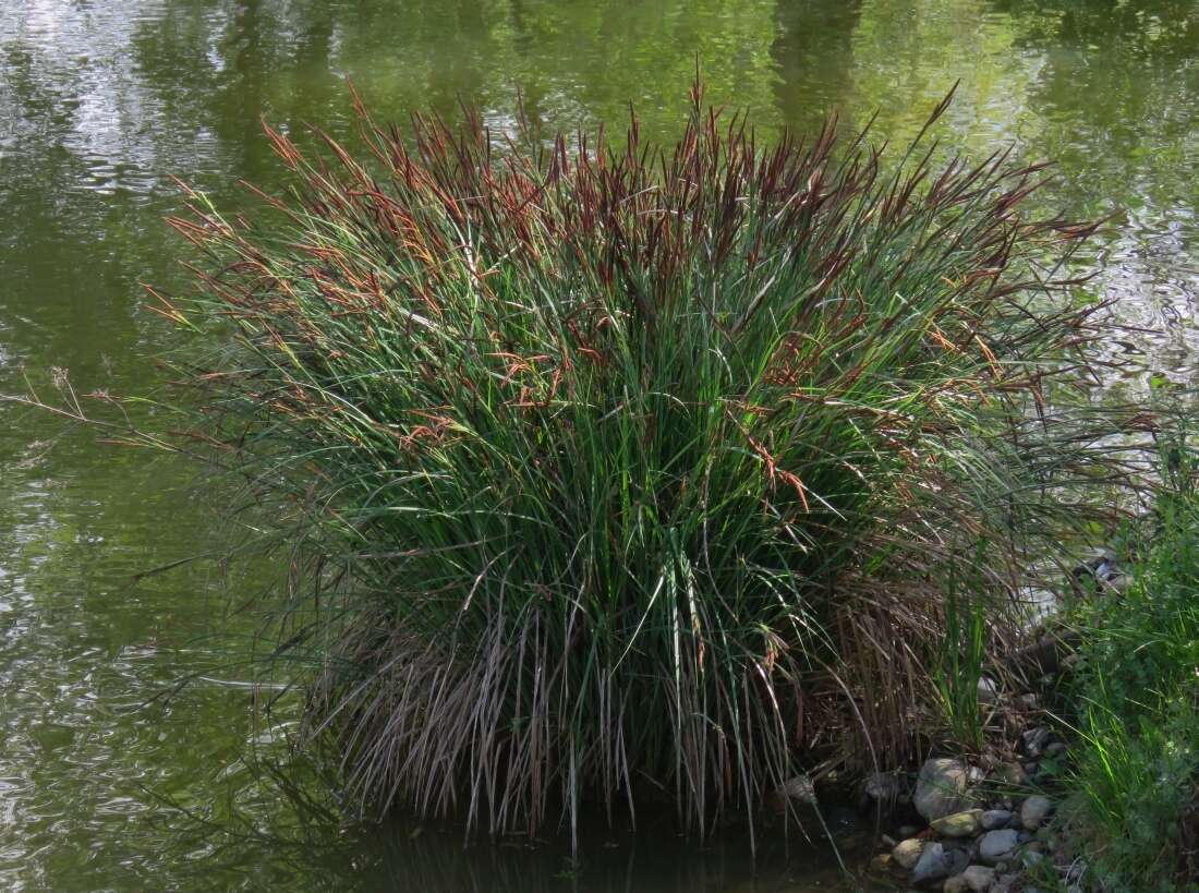 Image of Tufted Sedge