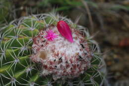 Image of Melocactus curvispinus subsp. curvispinus