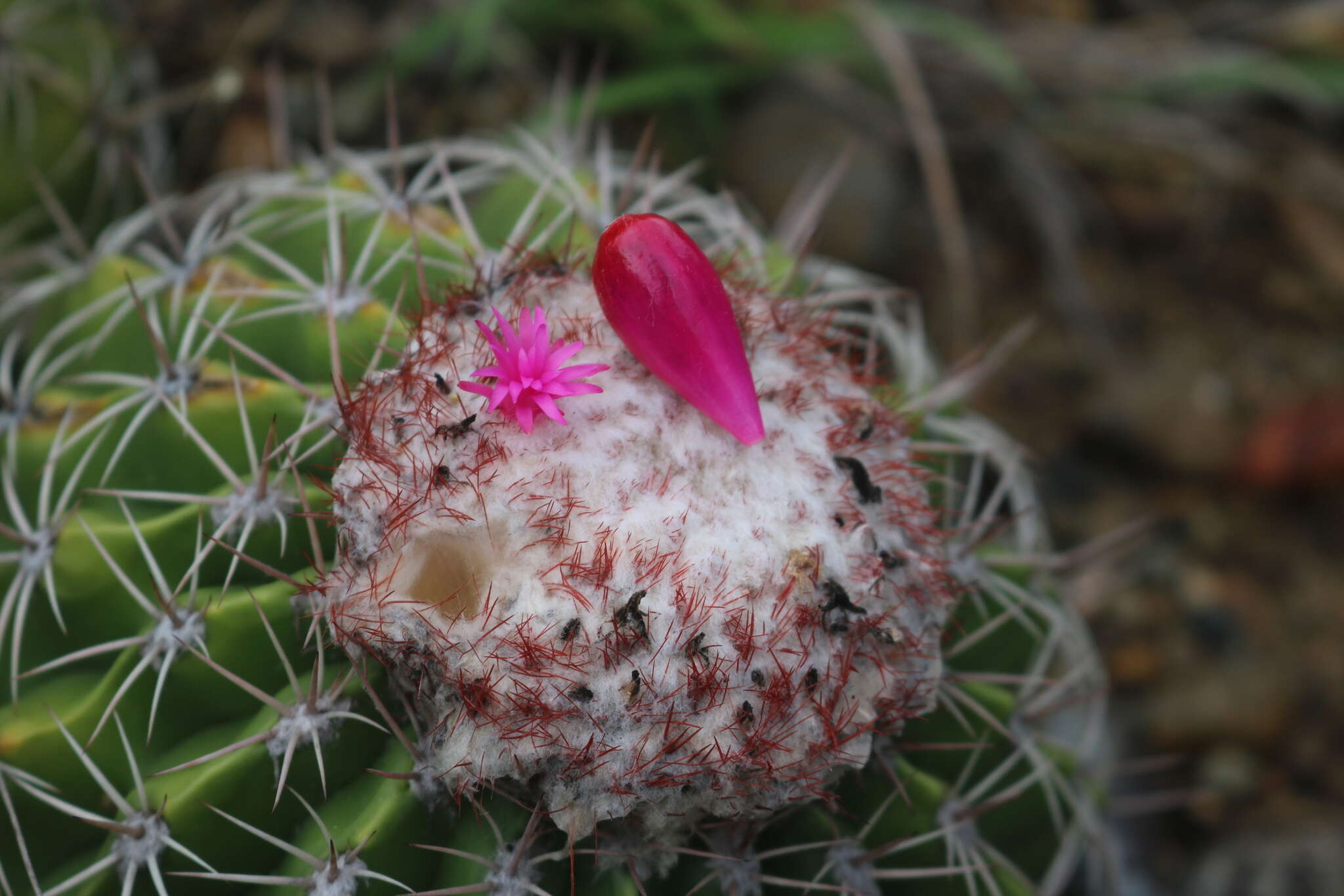 Image of Melocactus curvispinus subsp. curvispinus