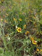 Image of longdisk sneezeweed