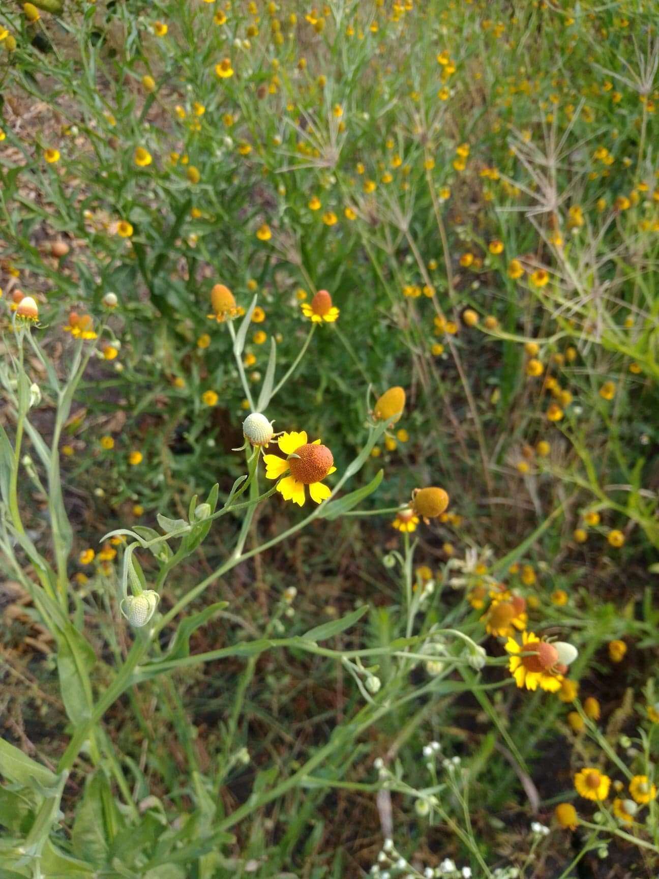 Image of longdisk sneezeweed