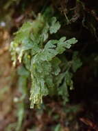 Plancia ëd Hymenophyllum rufescens Kirk