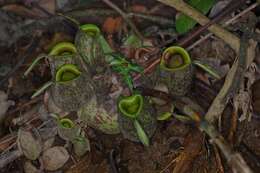 Image of Flask-Shaped Pitcher-Plant