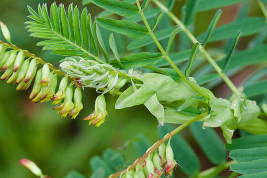 Image of Astragalus stipulatus D. Don ex Sims