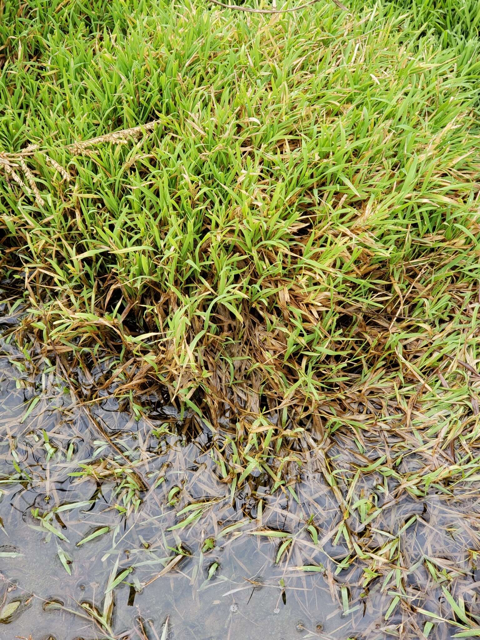 Image of Southern Water Grass