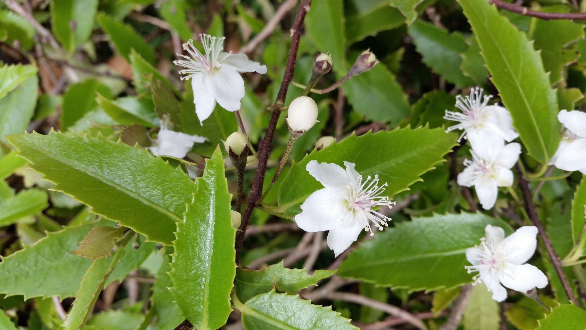 Image of Hoheria sexstylosa var. ovata (Simpson & Thomson) Allan