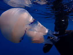 Image of barrel jellyfish