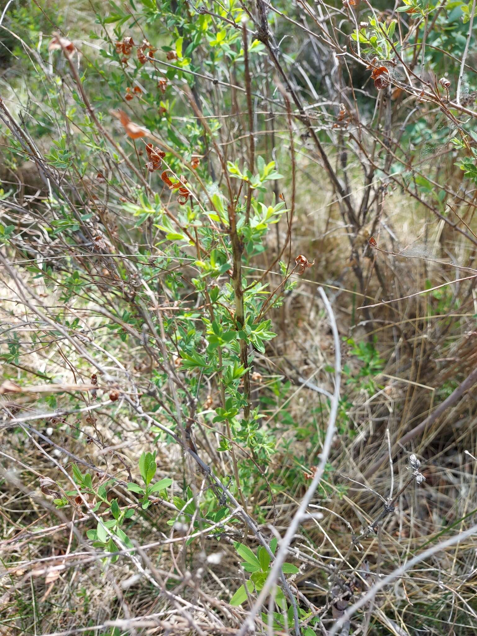 Image of Spiraea alba var. alba