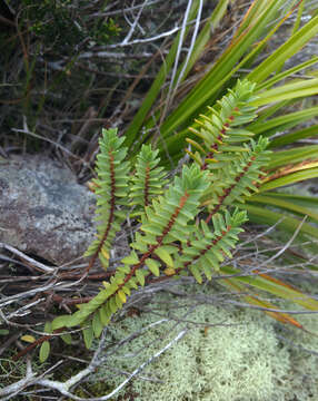 Image of Pimelea orthia C. J. Burrows & Thorsen