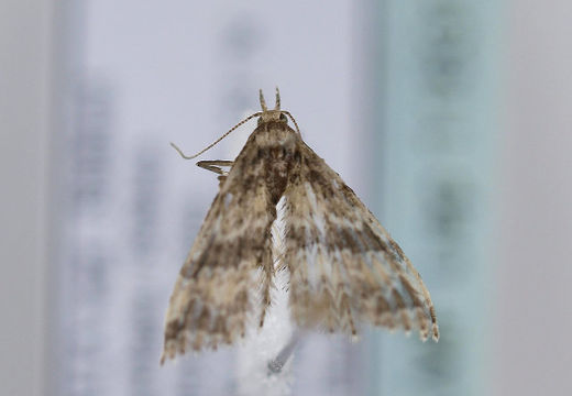 Image of <i>Pterotopteryx dodecadactyla</i> Hübner 1813