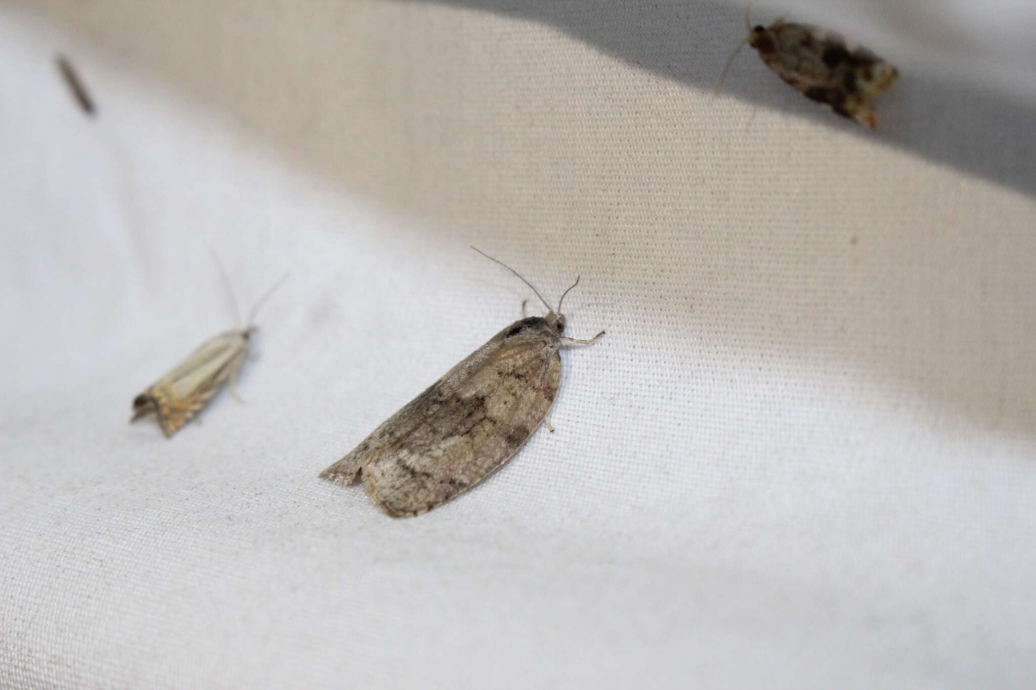 Image of Large Aspen Tortrix