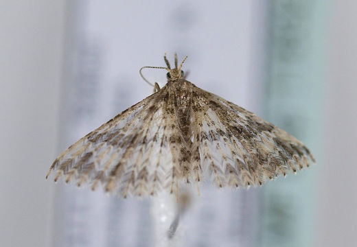Image of <i>Pterotopteryx dodecadactyla</i> Hübner 1813
