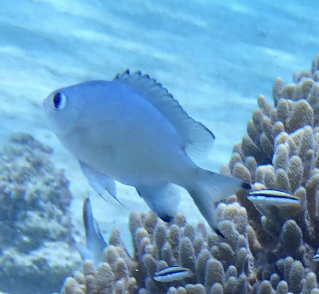 Image of Brown chromis