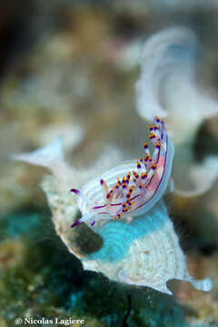 Coryphellina rubrolineata O'Donoghue 1929 resmi