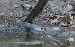 Image of Keeled Rat Snake