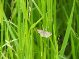 Scopula immorata Linnaeus 1758 resmi