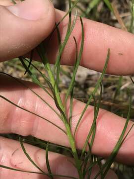 Image of smallhead blazing star