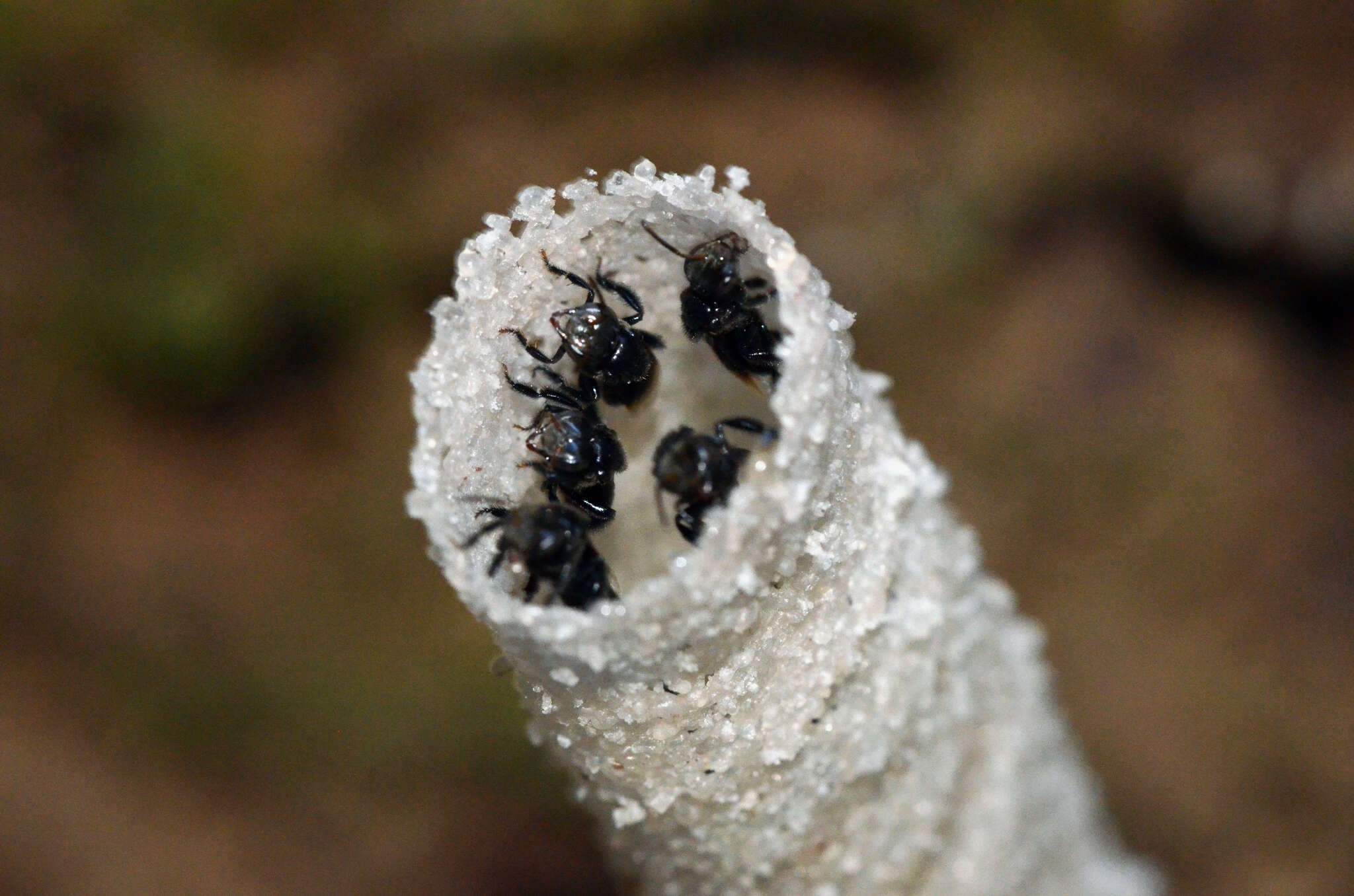 Image of Tetragonula collina (Smith 1857)