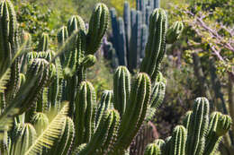 Image of Myrtillocactus schenckii (J. A. Purpus) Britton & Rose