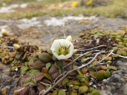 Imagem de Gentianella saxosa (G. Forst.) Holub