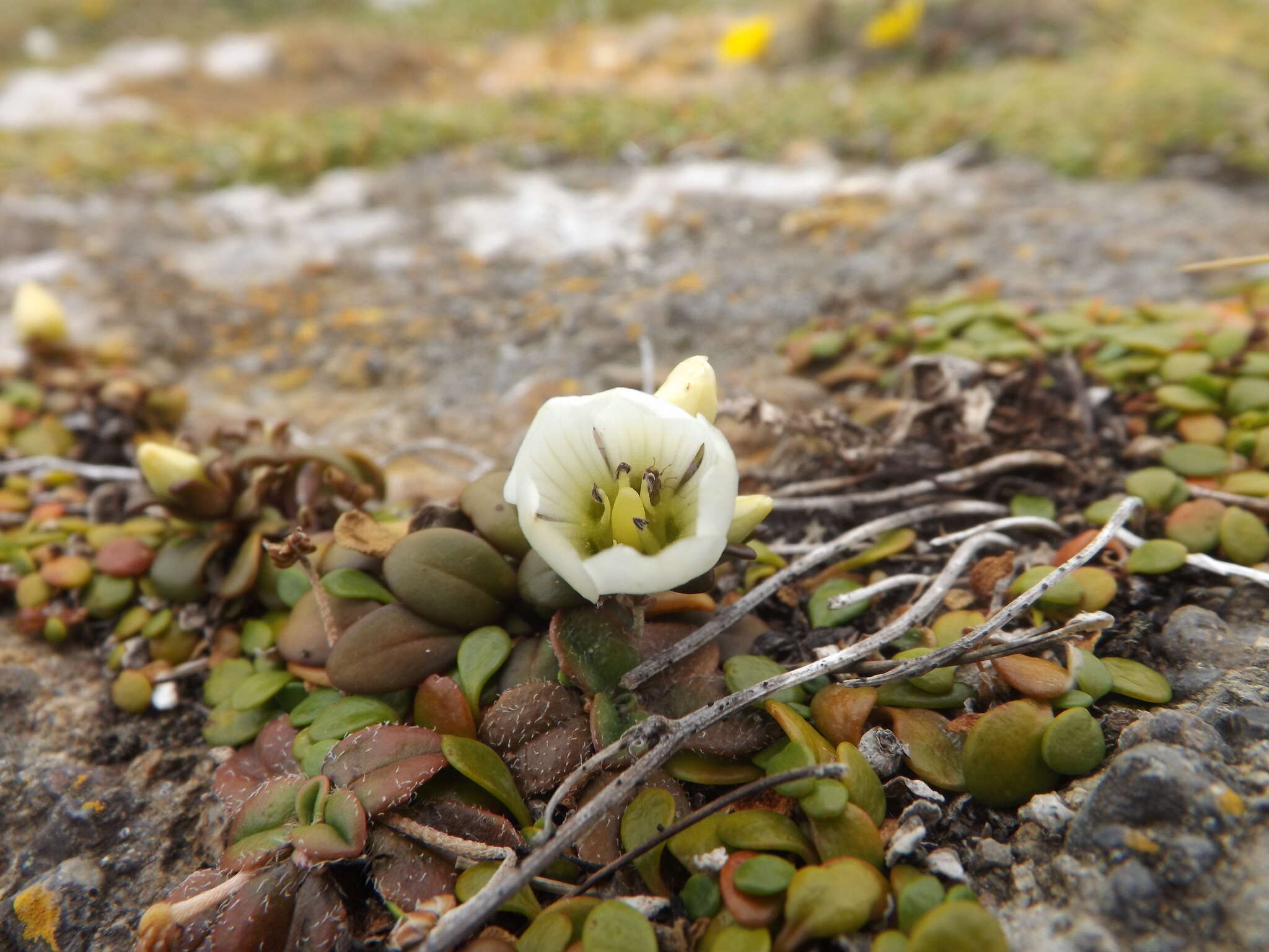 Imagem de Gentianella saxosa (G. Forst.) Holub