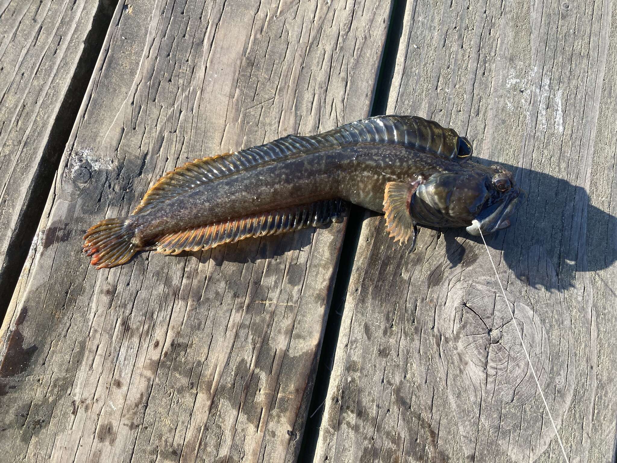 Image of One-Spot Fringehead