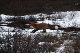 Image of American red fox