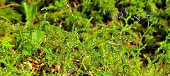 Image of Oregon spikemoss