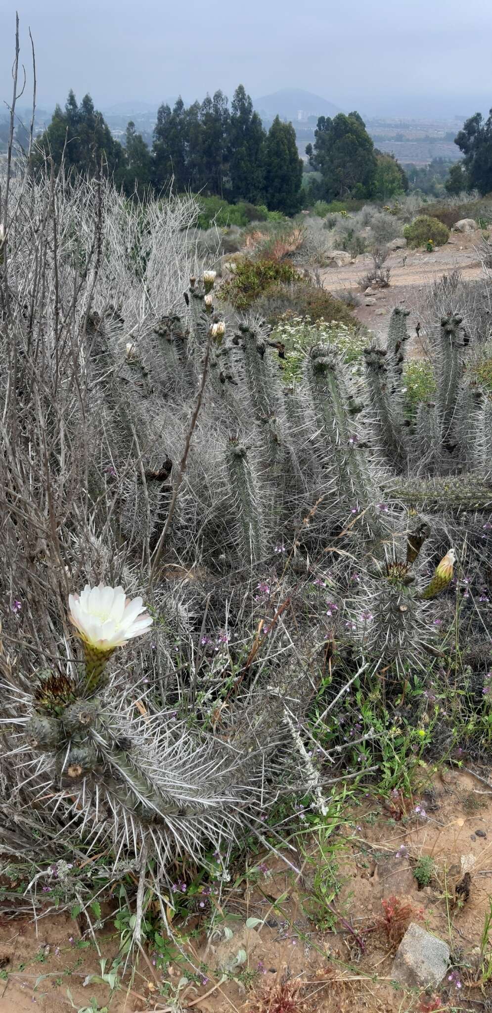 Image de Echinopsis deserticola (Werderm.) H. Friedrich & G. D. Rowley