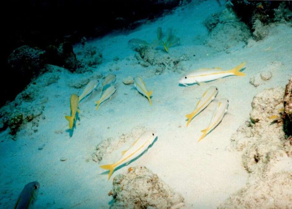 Image of Goatfish