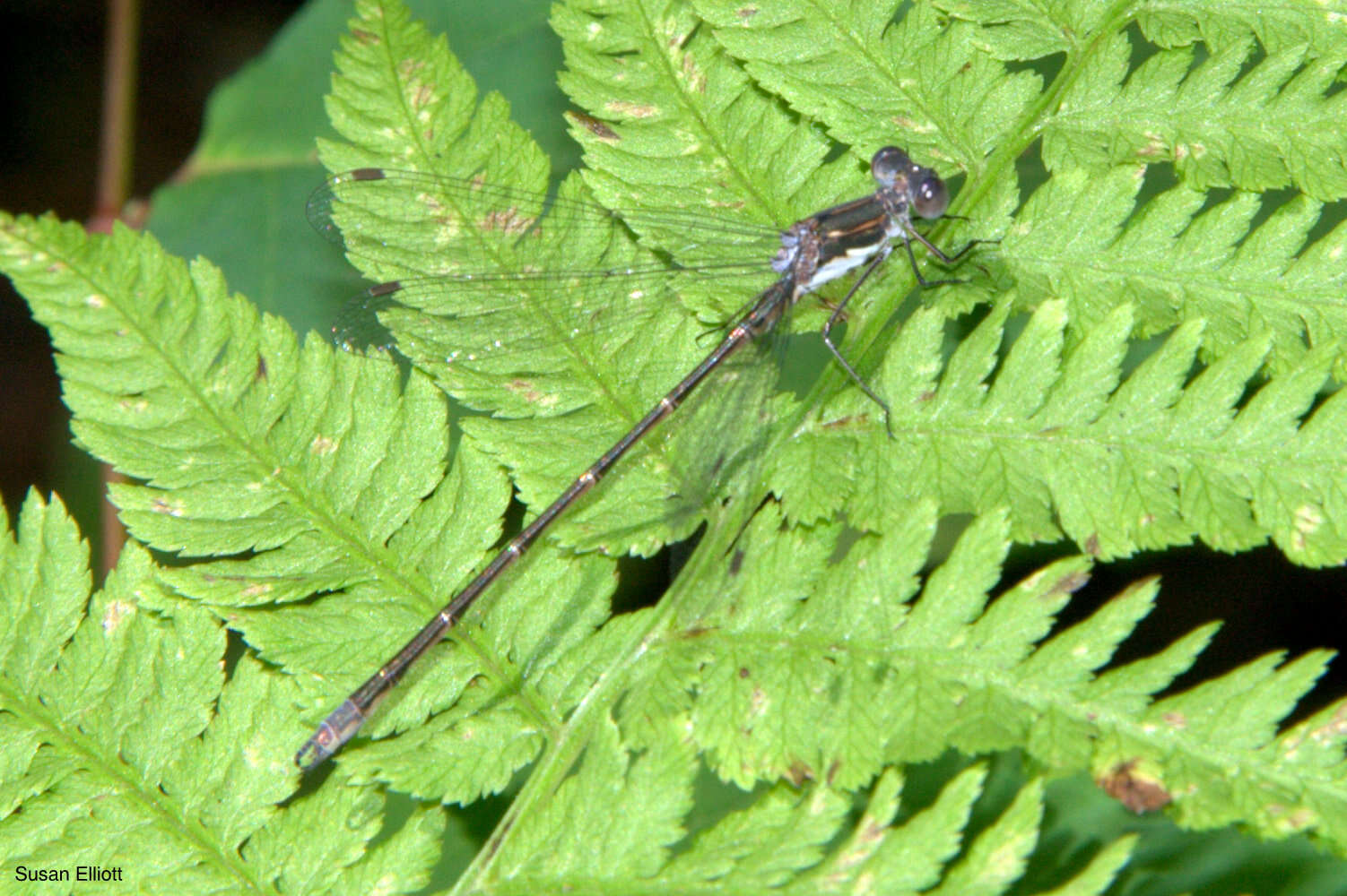 Image of Spotted Spreadwing