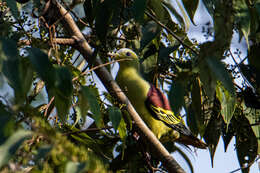 Image of Grey-fronted Green Pigeon