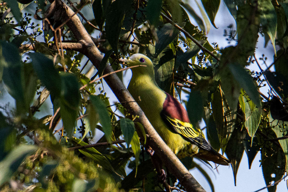 Image of Grey-fronted Green Pigeon